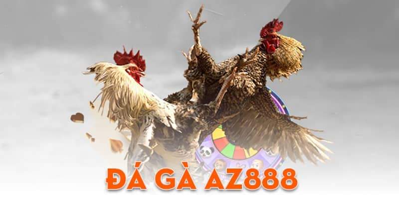 Đá Gà AZ888 – Sân Chơi Đá Gà Trực Tiếp Thomo Campuchia uy tín nhất hiện nay