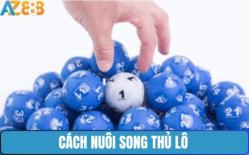 Hướng dẫn nuôi song thủ lô bất bại